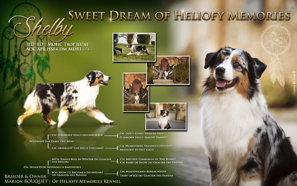 CH. Sweet dream Of Heliofy Memories