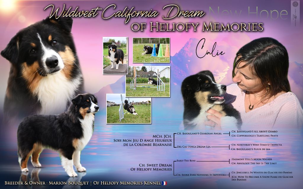 Vvildwest california dream Of Heliofy Memories