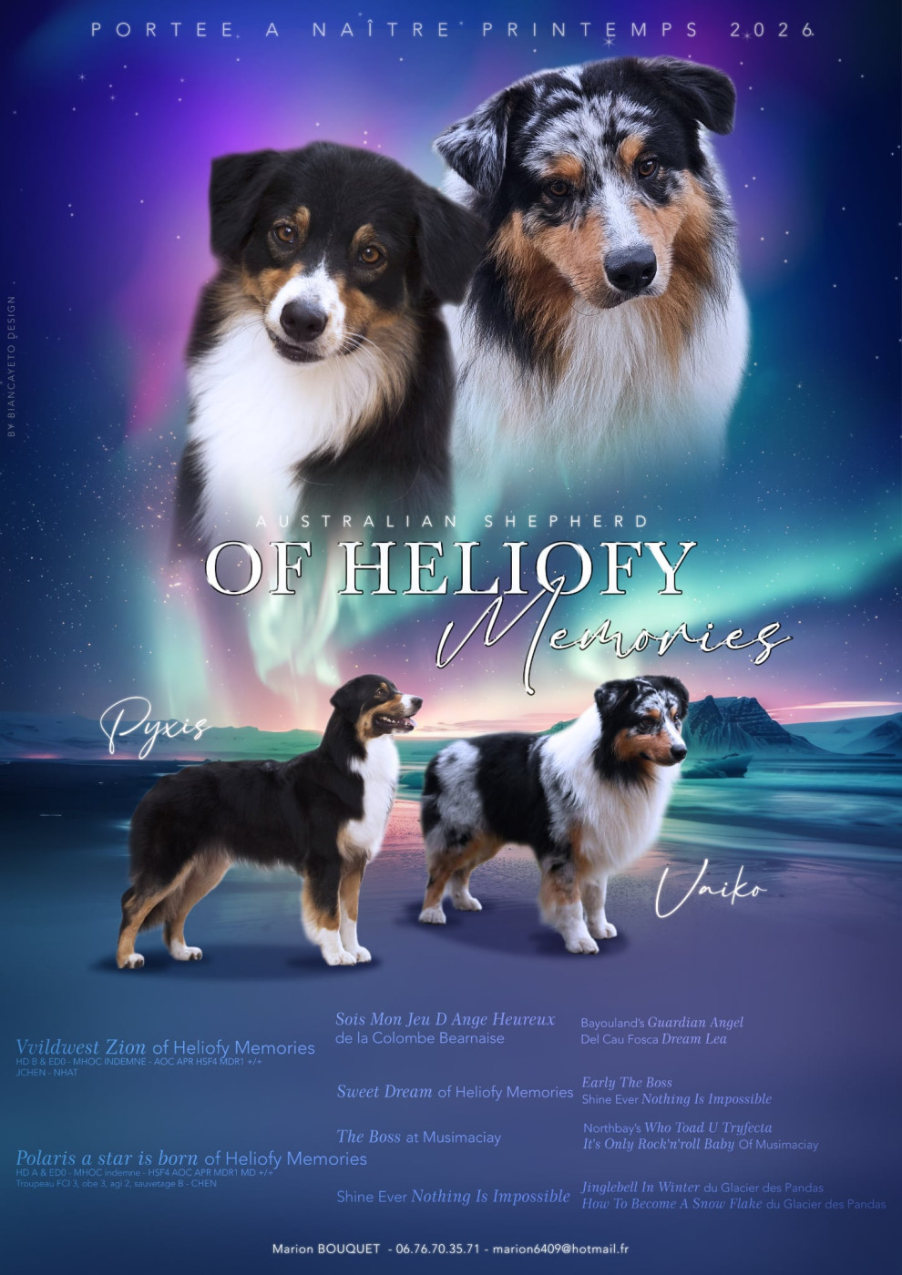 Chiot Berger Australien Of Heliofy Memories