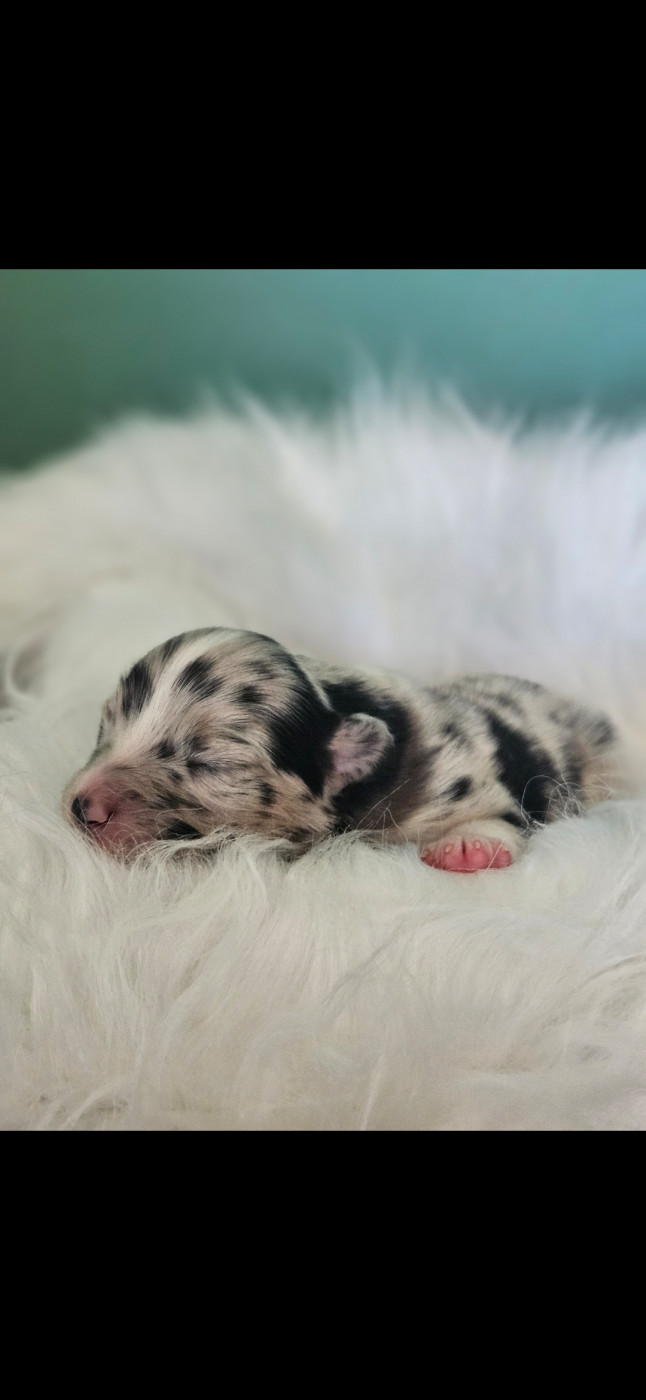 Of Heliofy Memories - Chiots disponibles - Berger Australien