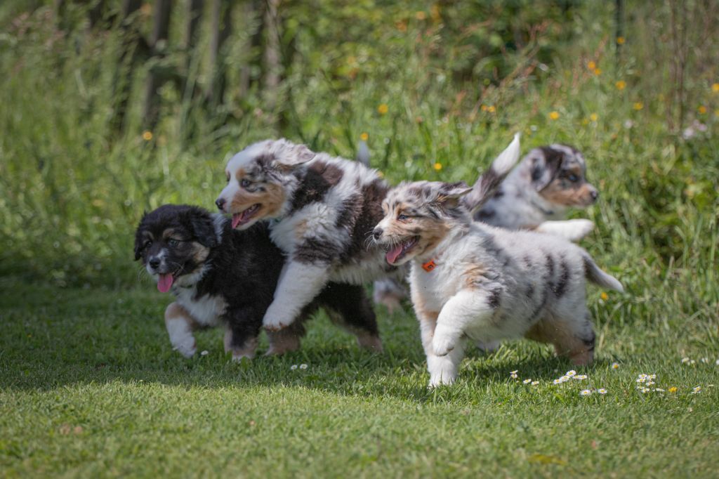Chiot Berger Australien Of Heliofy Memories
